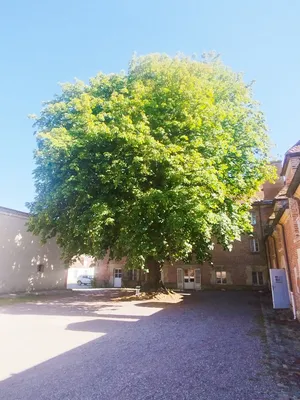 Maronnier impérial du Pin-au-Haras