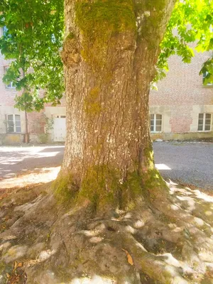 Maronnier impérial du Pin-au-Haras