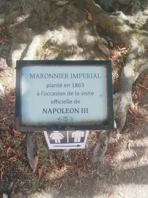 Maronnier impérial du Pin-au-Haras