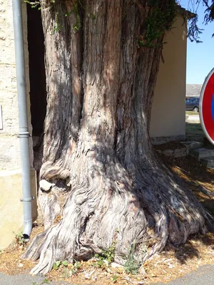 If remarquable de Silly-en-Gouffern