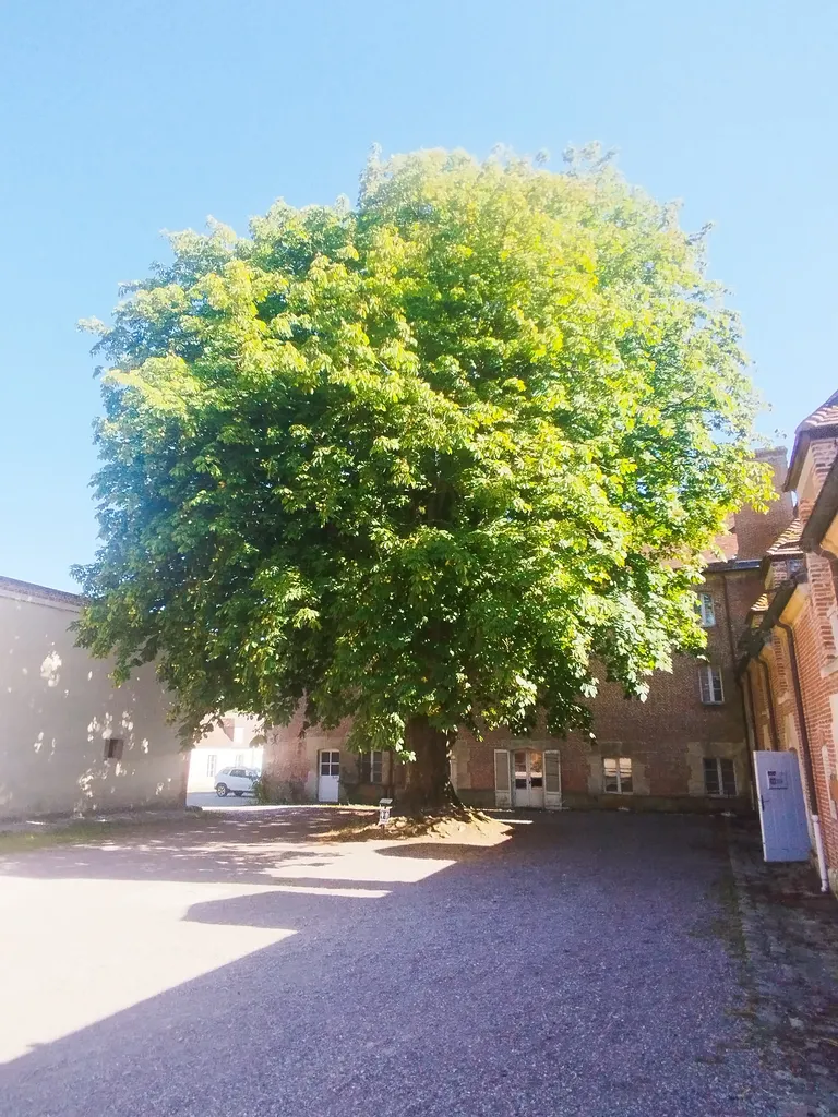 Maronnier impérial du Pin-au-Haras