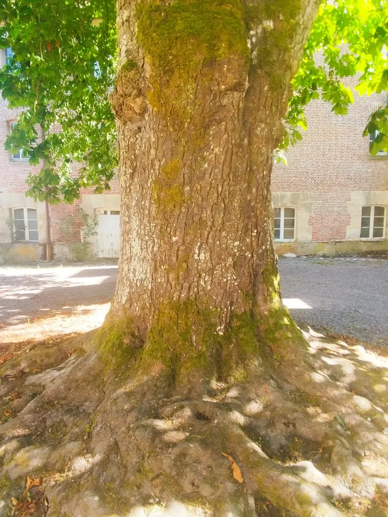 Maronnier impérial du Pin-au-Haras